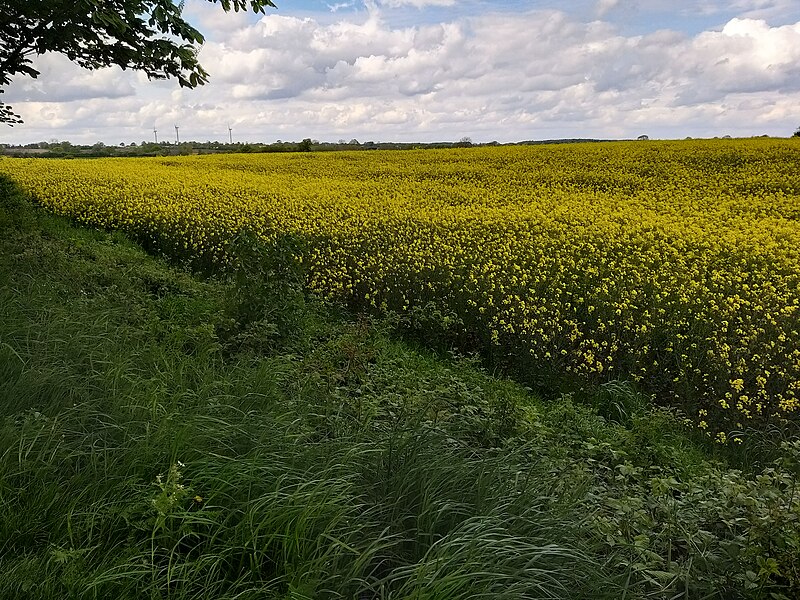 File:Hohenstein, Abschnitt Kaltenhofer Allee bis Kuhholzberg; 03.jpg