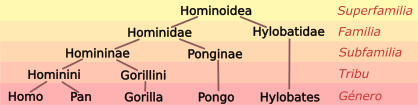 Hominoid taksonomisi 6 tr.svg