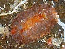 Hoplodoris bifurcata.jpg