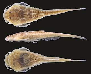 <i>Hoplomyzon cardosoi</i> Species of fish