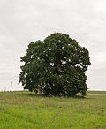 1 oak north-east of the sewage treatment plant on Niederbeller Bach