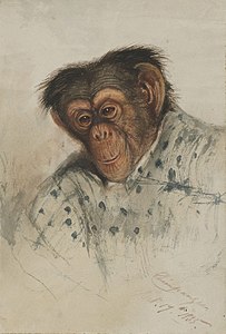 Chimpanzee, 1835