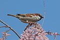 * Nomination A house sparrow (Passer domesticus) --Alexis Lours 19:04, 1 May 2022 (UTC) * Promotion Good. --Johannes Robalotoff 19:21, 1 May 2022 (UTC)