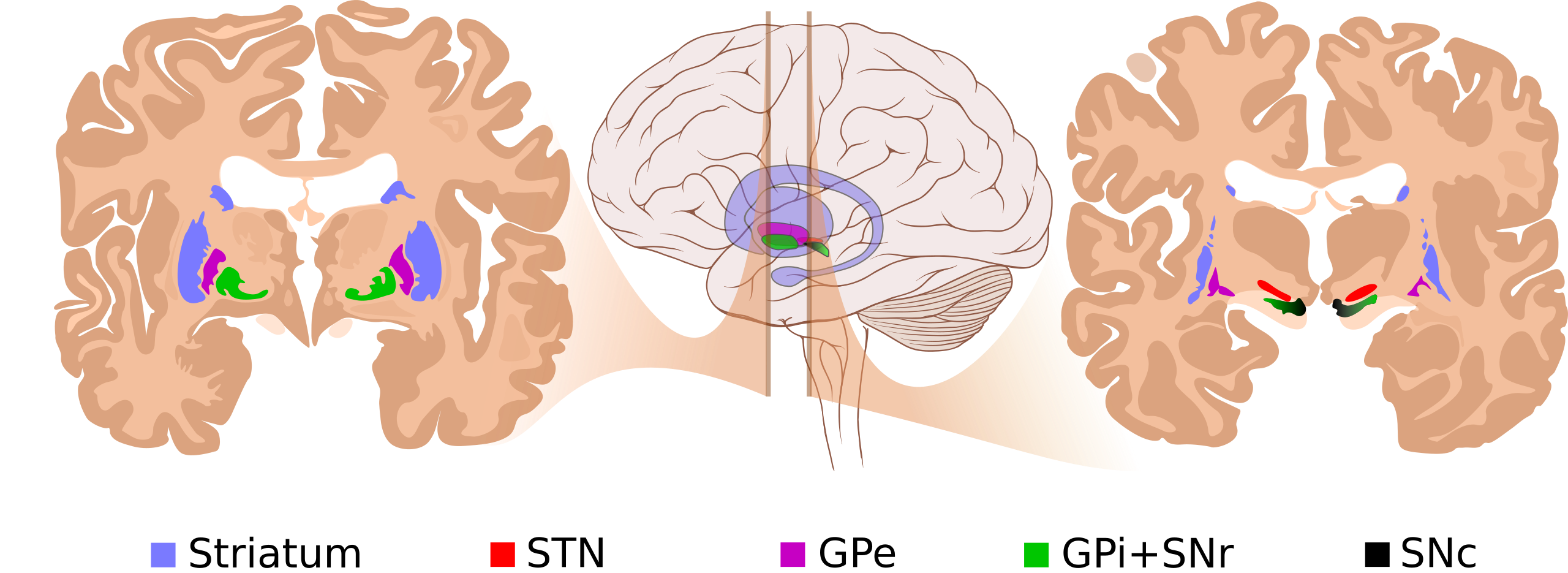 sagittal brain basal ganglia