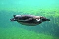 Humboldtpinguïn onder water