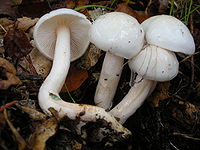 Genus type species - H. eburneus, California Hygrophorus eburneus-pastorino.JPG