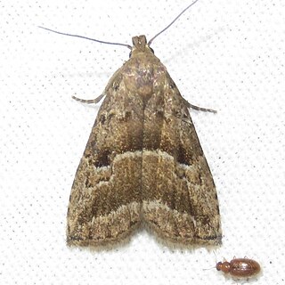 <i>Hypenodes caducus</i> Species of moth