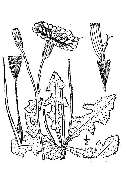 File:Hypochaeris radicata BB-1913.jpg