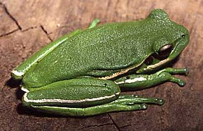 Descrierea imaginii Hypsiboas prasinus01.jpg.