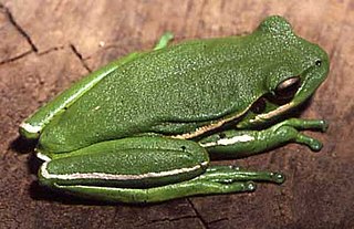 <i>Boana prasina</i> Species of amphibian