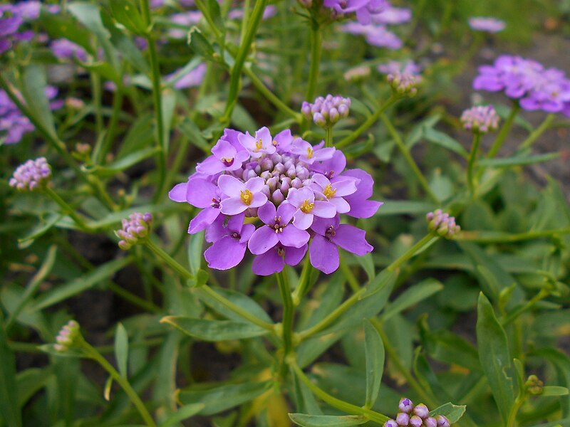 File:Iberis umbellata 2018-07-07 3691.jpg