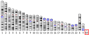 Mitochondriale DNA (Mensch)