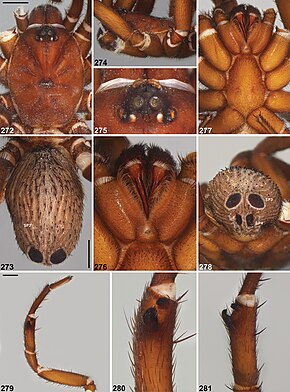 Descrição da imagem Idiosoma kwongan (10.3897-zookeys.756.24397) Figuras 272–281.jpg.