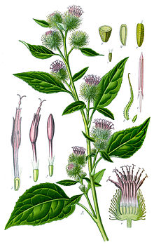 Illustration Arctium minor clean.jpg