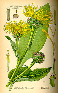 Illustration_Inula_helenium0.jpg