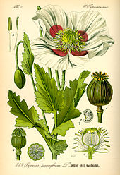 Opium poppy, Papaver somniferum Illustration Papaver somniferum0.jpg