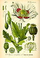 Oopiumiunikko kuvattuna Otto Wilhelm Thomén teoksessa Flora von Deutschland, Österreich und der Schweiz (1885).