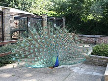 Peacock at the Brent Lodge Park Animal Centre