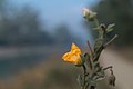 * Nomination Indian abutilon near Khanna, Punjab --Satdeep Gill 09:33, 13 December 2016 (UTC) * Decline Overprocessing or something evident on the upper flower --Daniel Case 07:37, 19 December 2016 (UTC)