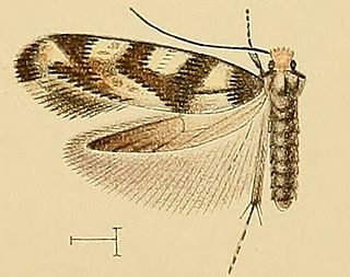 <i>Infurcitinea toechophila</i> Species of moth