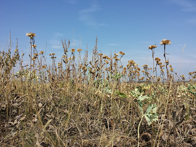 File:Inula oculus-christi sl19.jpg