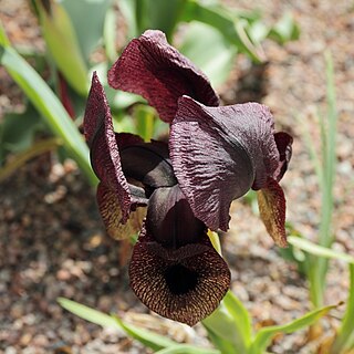 <i>Iris iberica <span style="font-style:normal;">subsp.</span> lycotis</i>