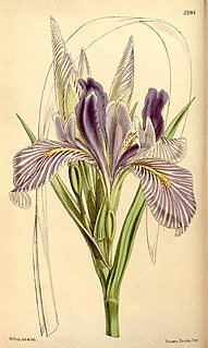 <i>Iris longipetala</i> Species of flowering plant