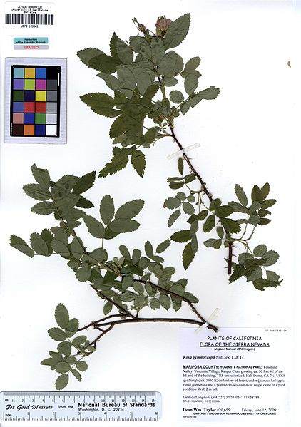 File:JEPS109349 Rosa gymnocarpa (5553964164).jpg