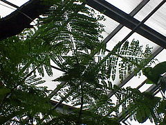 Description de l'image Jacaranda_acutifolia0.jpg.