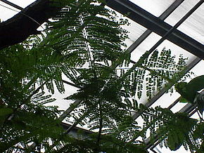 A kép leírása Jacaranda_acutifolia0.jpg.