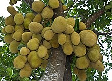 Jackfruit tree with fruits