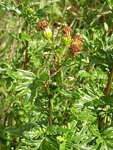 Senecio erucifolia 3.jpg