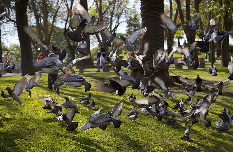 File:Jardim do Morro, Vila Nova de Gaia, Portugal, 2012-05-09, DD 03.JPG