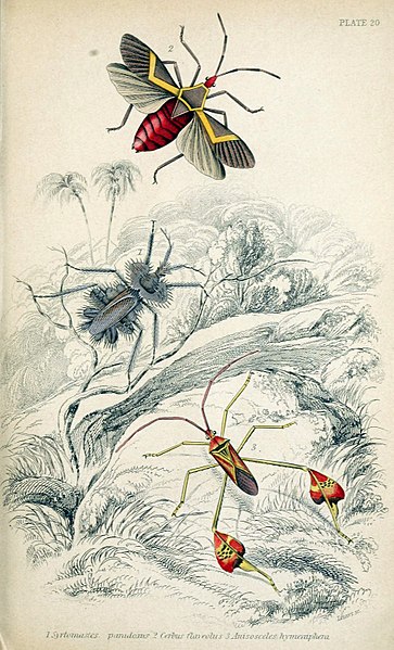 File:Jardine Naturalist's library Entomology Plate 20.jpg