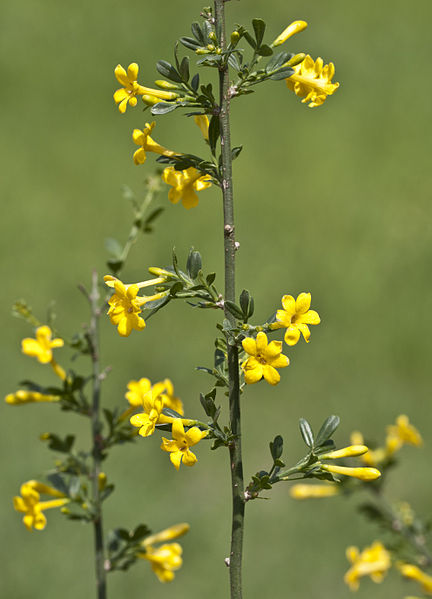 File:Jasminum sp. - Adana 02.jpg