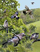 ID composite