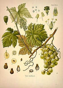 Виноград культурный — Википедия