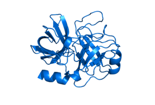 <span class="mw-page-title-main">KLK8</span> Protein-coding gene in the species Homo sapiens