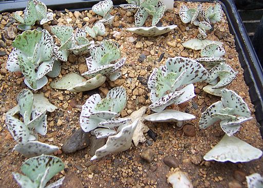 Kalanchoe rhombopilosa