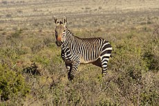 Karoo National Park 2014 35.jpg