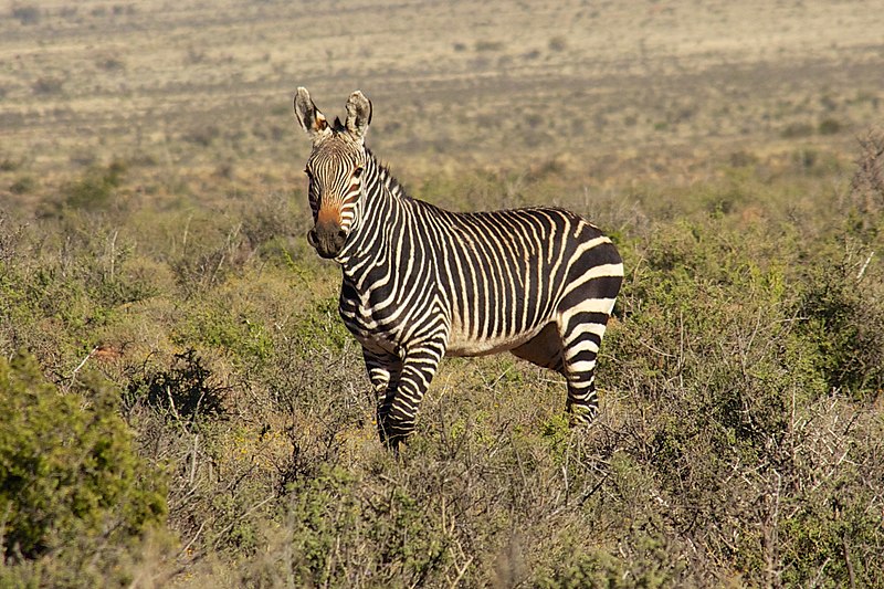 File:Karoo National Park 2014 35.jpg