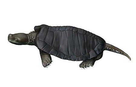 Kayentachelys