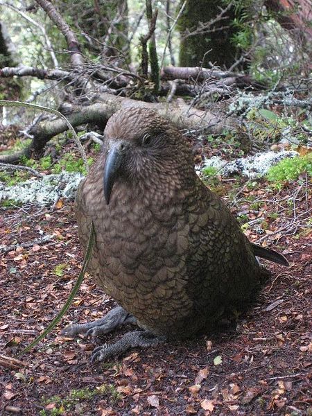 File:Kea (Nestor notabilis) -NZ-8c.jpg