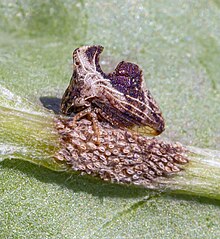 Keeled Treehopper (Entylia carinata) guarding eggs Keeled Treehopper (Entylia carinata) guarding eggs.jpg