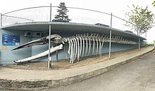 The skeleton of a fin whale displayed in the village.