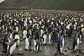 A colony of 200,000 king penguins on South Georgia island