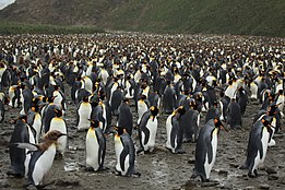 Dense colony of king penguins King Penguins at Salisbury Plain (5719368307).jpg