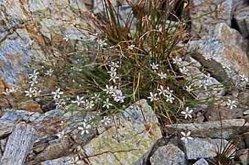 Kings sandwort (A. kingii) clump in grass