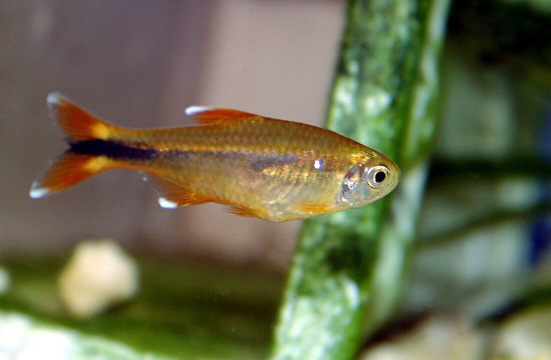 Silvertip tetra