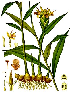 <span class="mw-page-title-main">Ginger</span> Species of plant used as a spice